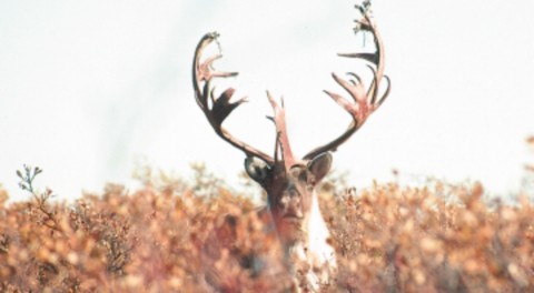 Bull caribou