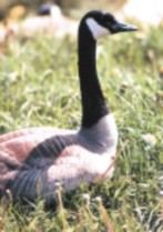 canada goose