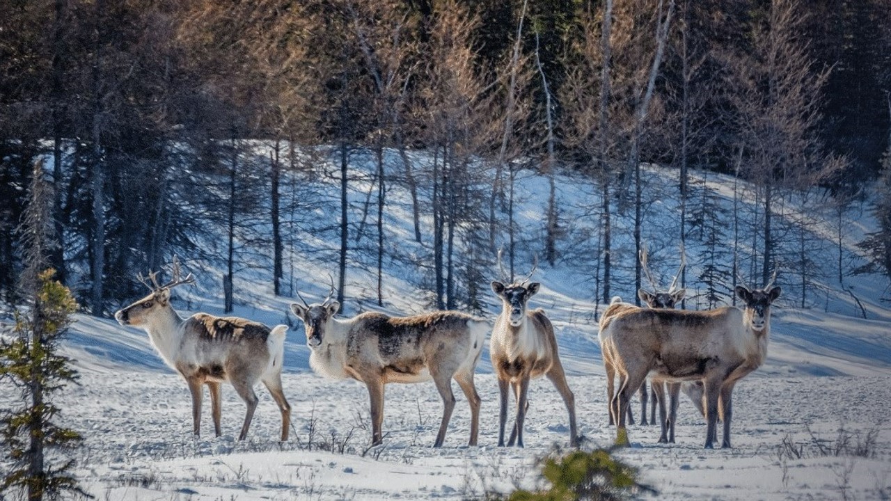 caribou