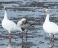 lesser snow goose