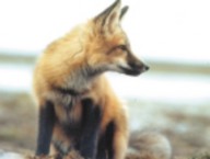 red fox