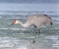 sandhill crane