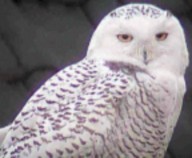 snowy owl