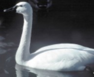 tundra swan